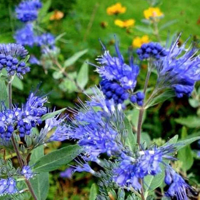 Caryopteris clandonensis ‘Kew Blue’ - barba albastră