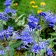 Caryopteris clandonensis ‘Kew Blue’ - barba albastră