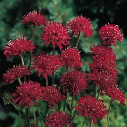 Knautia macedonica 'Red Knight' – Scabioasă macedoneană