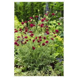 Knautia macedonica 'Red Knight' – Scabioasă macedoneană