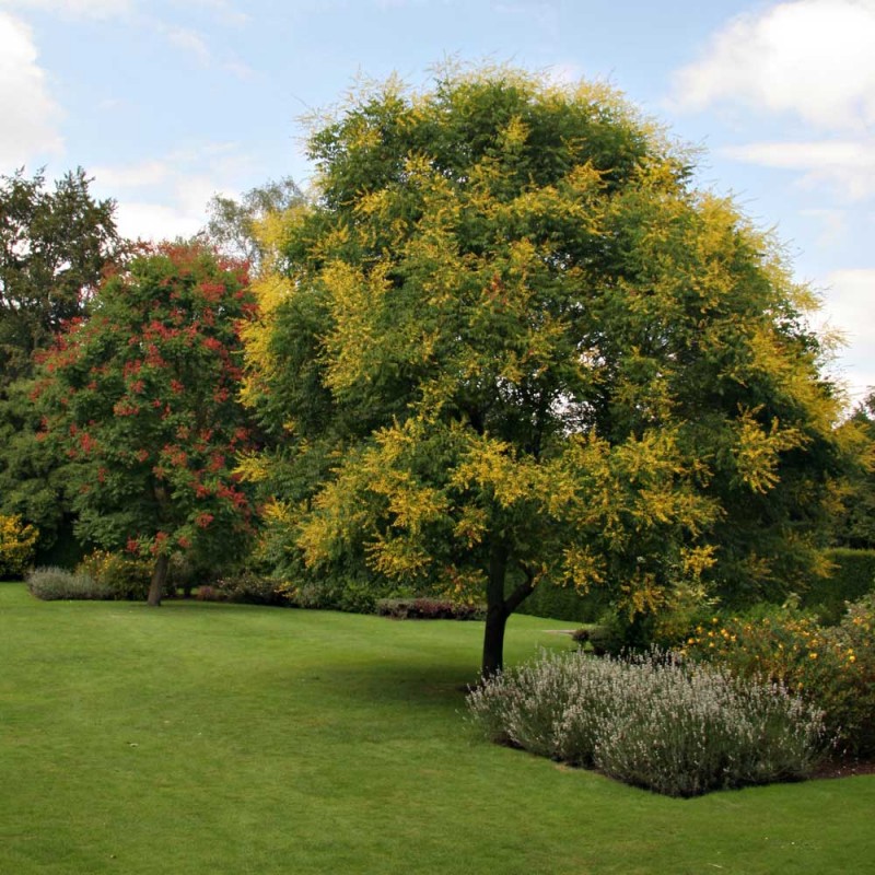Oțetar Galben (Koelreuteria paniculata)