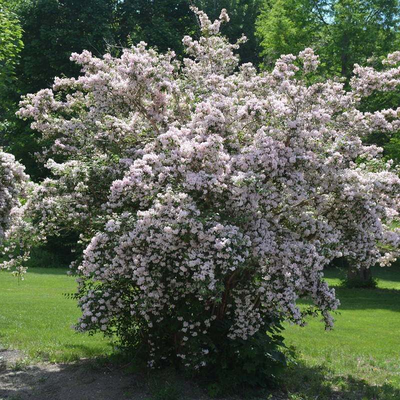 Kolkwitzia amabilis