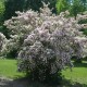 Kolkwitzia amabilis