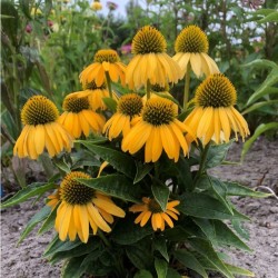 Echinacea Lakota Yellow – Echinacea galbenă