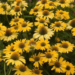 Echinacea Lakota Yellow – Echinacea galbenă