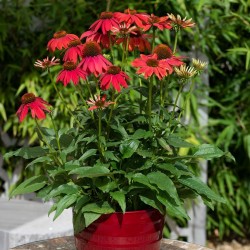 Echinacea Lakota Red