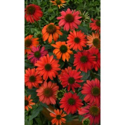 Echinacea Lakota Red