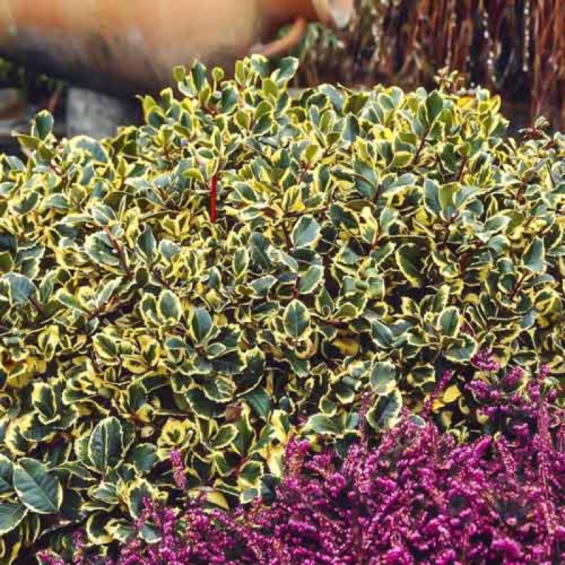 Ilex Golden King