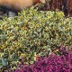 Ilex Golden King