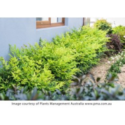 Nandina domestica 'Lemon Lime' - Arbustul japonez sfânt