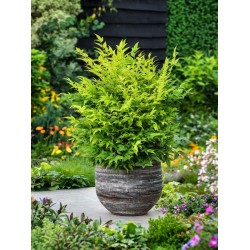 Nandina domestica 'Lemon Lime' - Arbustul japonez sfânt