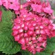 Hortensia Leuchtfeuer