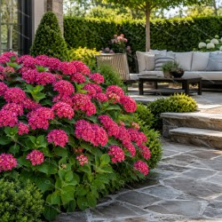 Hortensia Leuchtfeuer