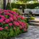 Hortensia Leuchtfeuer
