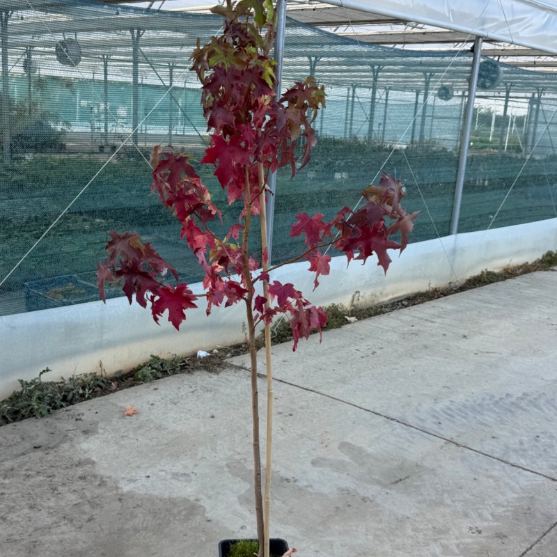 Liquidambar styraciflua 