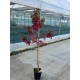 Liquidambar styraciflua 