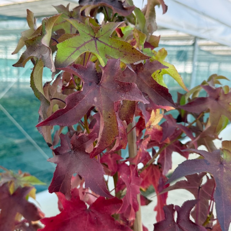 Liquidambar styraciflua 