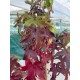 Liquidambar styraciflua 