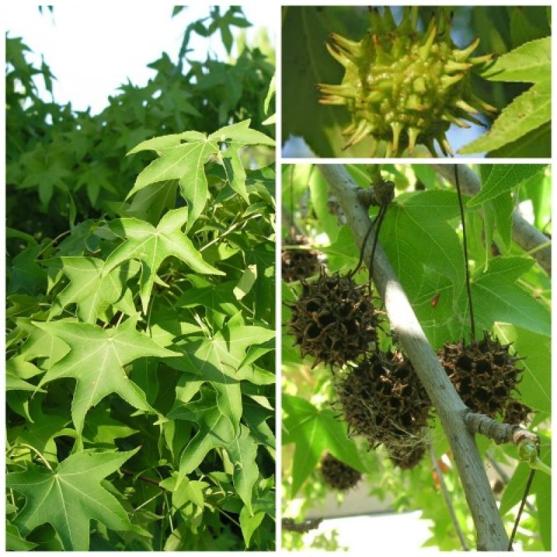 Liquidambar styraciflua 