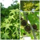Liquidambar styraciflua 