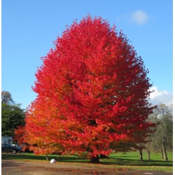 Liquidambar styraciflua 
