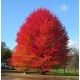 Liquidambar styraciflua 