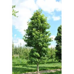 Liquidambar styraciflua 