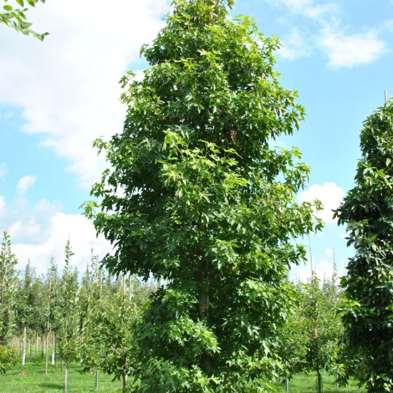 Liquidambar styraciflua 