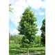 Liquidambar styraciflua 