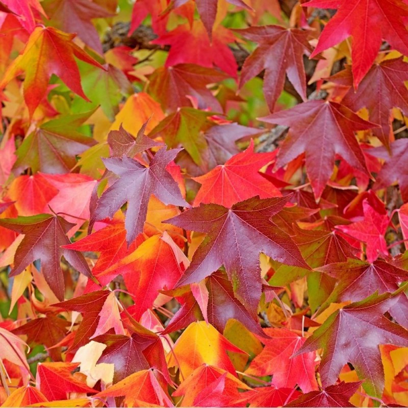 Liquidambar styraciflua 