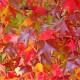 Liquidambar styraciflua 