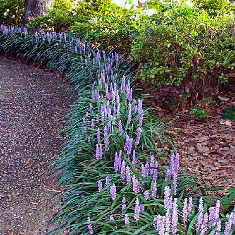 Liriope muscari 'Big Blue' 