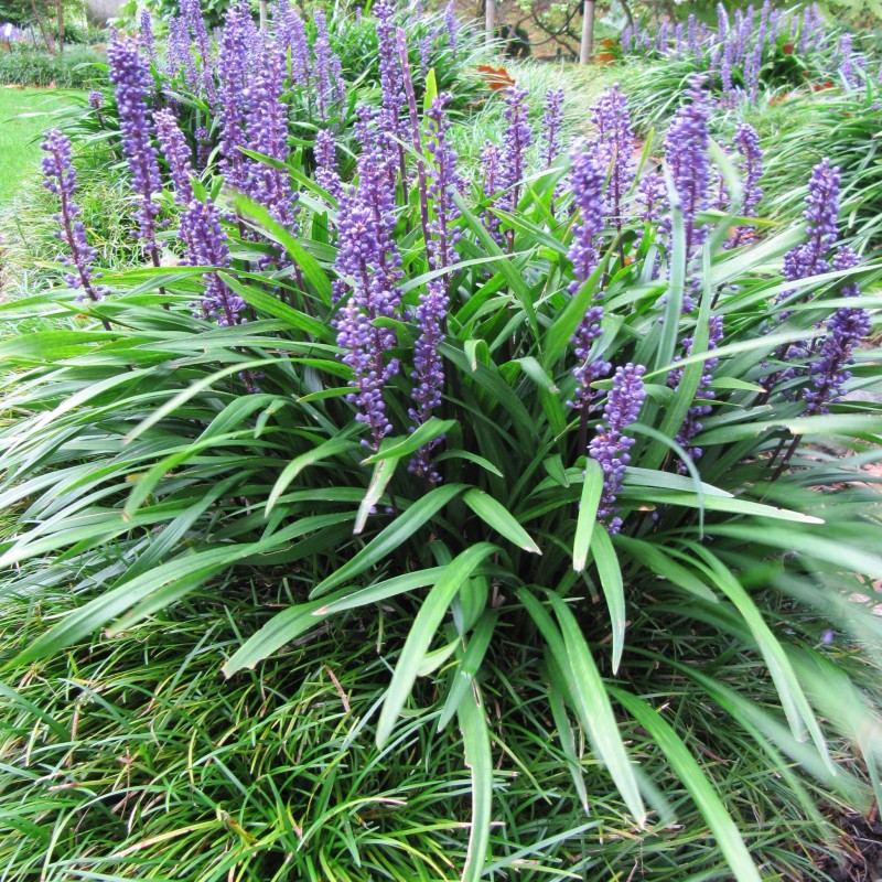 Liriope muscari 'Big Blue' 