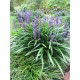 Liriope muscari 'Big Blue' 