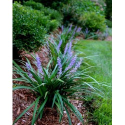 Liriope muscari 'Big Blue' 