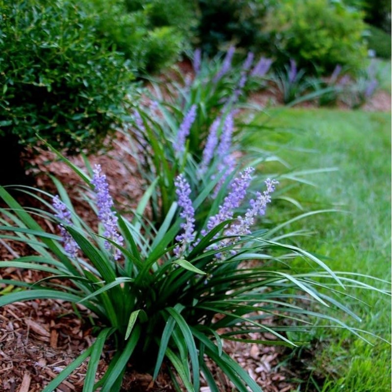 Liriope muscari 'Big Blue' 