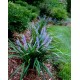 Liriope muscari 'Big Blue' 
