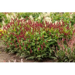 Bistorta amplexicaulis 'Lisan'