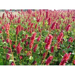 Bistorta amplexicaulis 'Lisan'
