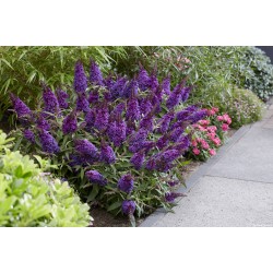 Buddleja davidii ‘Little Purple’ – liliac de vară pitic