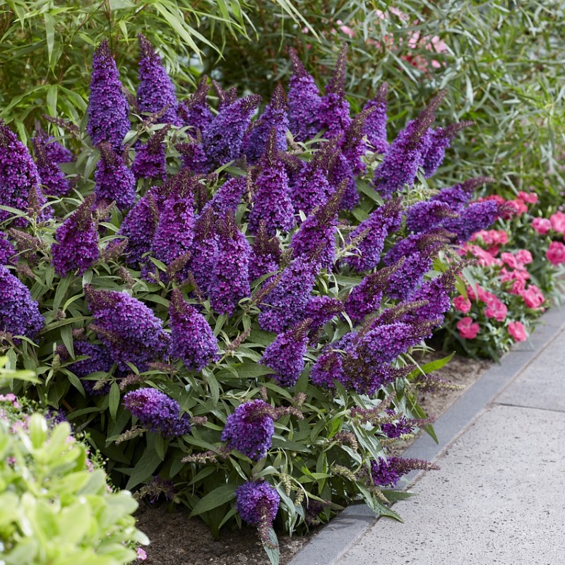 Buddleja davidii ‘Little Purple’ – liliac de vară pitic