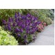 Buddleja davidii ‘Little Purple’ – liliac de vară pitic
