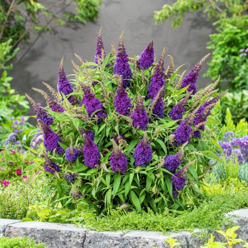 Buddleja davidii ‘Little Purple’ – liliac de vară pitic