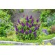 Buddleja davidii ‘Little Purple’ – liliac de vară pitic