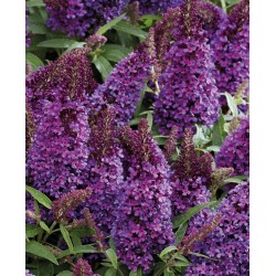 Buddleja davidii ‘Little Purple’ – liliac de vară pitic