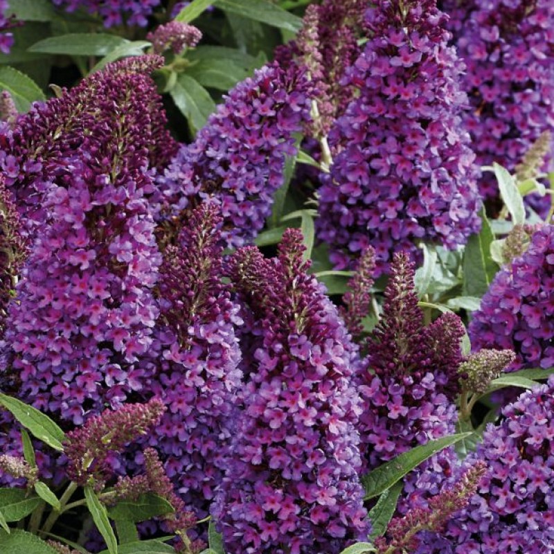 Buddleja davidii ‘Little Purple’ – liliac de vară pitic