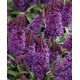 Buddleja davidii ‘Little Purple’ – liliac de vară pitic