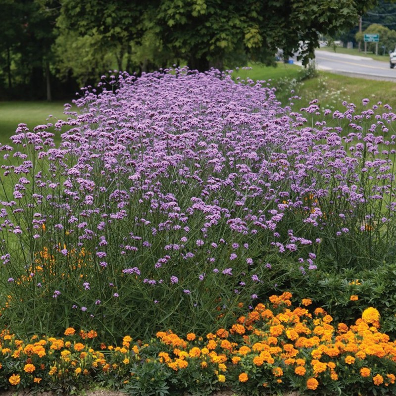 Verbena bonariensis ‘Lollipop’