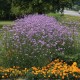 Verbena bonariensis ‘Lollipop’