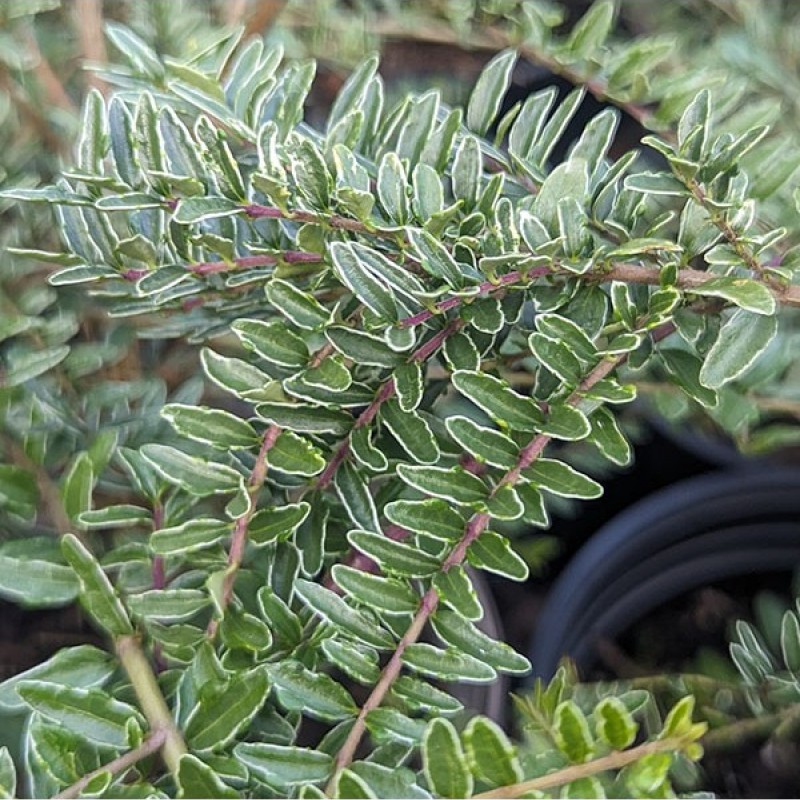 Lonicera nitida ‘Silver Beauty’ 